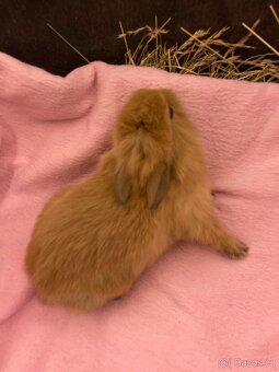 Zakrslí králík - 15