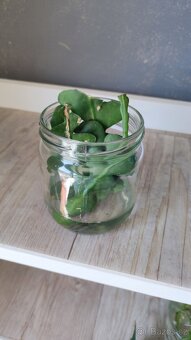 Monstera albo, anturium, pokojové rostliny - 15