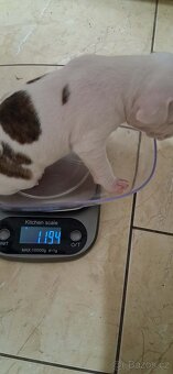 Americký stafordšírský terier bez pp - 15