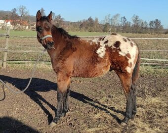 Appaloosa připouštění - 15