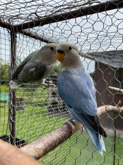 Agapornis růžohrdlý 🦜 - 15