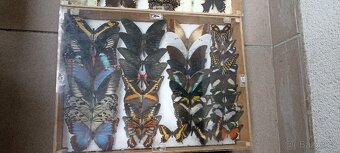 Prodám velikou sbírku motýlů - 15