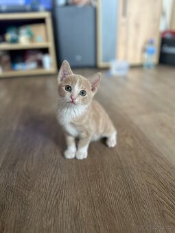 Daruji Kočičky - 15