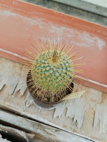Kaktusy sukulenty - 15