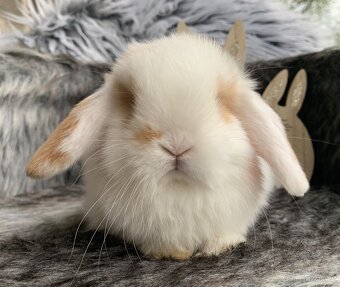 ❤️⭐️Minilop Kralicek Beránek miminka - 15