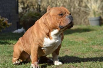 Štěně American Bully - 15