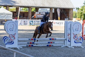 Všestranná šestiletá pony klisna - 15