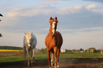 Krásná klisnička WPBR Pony B do sportu - 15