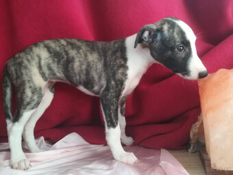 Whippet bez PP po obou rodičích s PP ( FCI) - 15