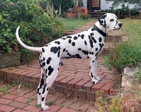 Dalmatin štěně s PP - 15