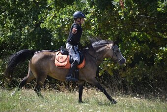 Pony kobylka kategorie S - 15