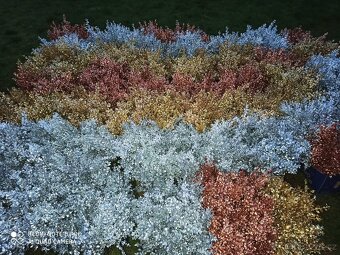 Prodej jmelí 2025🌿 - 15