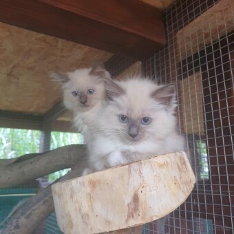 Ponúkam 2 ragdoll kocurikov - 15
