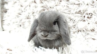 Zakrslý beránek, králíček, králík - KVIDO - 15