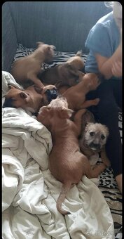 Štěňátka prodej - 15