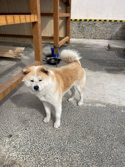 Akita inu Štěnata prodám - 15