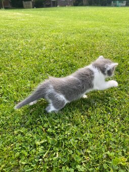 Koťátka po Ragdoll hledají nové domovy - 15