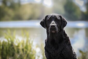 Štěňata - labradorský retriever s PP - odběr říjen 2025 - 15