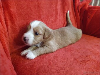 Štěňátka křížence MOMENTÁLNĚ VŠICHNI REZERVOVÁNI - 15