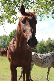 Český teplokrevník - 15