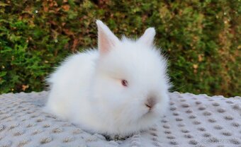 Zakrslý králík, králíček -(TEDDY)-HERBERT A HEIDY - 15