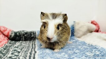 Morče, Morčata, Morčátko, Morčátka - SAMIČKY - 15