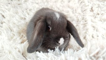 Zakrslý beránek, králíček, králík - DENIS - 15