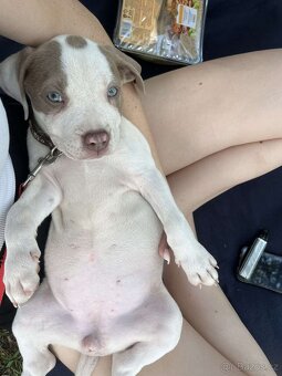 American Bully XL ŠTĚŇATA K ODBĚRU - 15