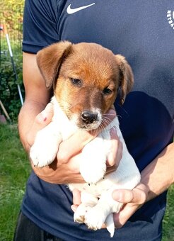 Jack russell terier krásná hnědobílá fenka na odběr - 15