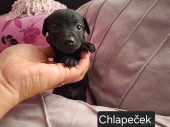 Stěně Pinč X Jack Russell - 15