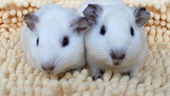 Morčata, morče, morčátka kluci i holky - 15