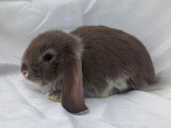 Zakrslí beránci a bílopesíkatí králíčci s rodokmenem - 15