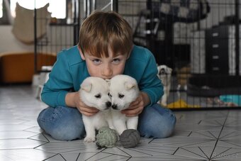 Kishu Inu štěňata s PP FCI - odběr na Vánoce - 15