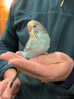 Andulky krotké a ochočené - 15