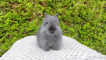 Zakrslý králík, králíček - TEDDY - OLAF, OLIVER, OLINA - 15