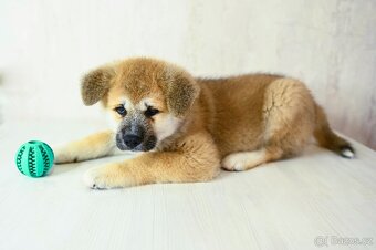 Štěňata Akita Inu - 15