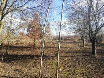 Zahradka u jezera Poděbrady (i s člunem) možnost splátek - 15