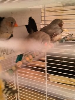 Kanarci,žebříčky,Chůvičky. - 15