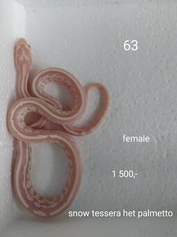 Užovka červená letošní odchov - 15