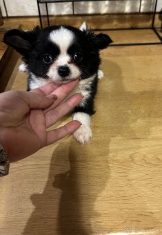 Chlapečkové čivava s PP FCI - 15