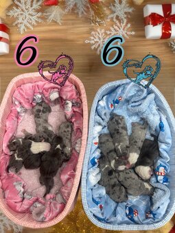 American Bully XL Tricolor - 15