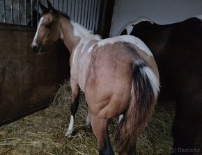 Luxusní PAINT Horse plemeník, DOUBLE HOMOZYGOT - 15
