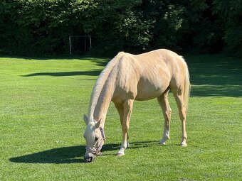 Pony B, valach  13let – drezura, parkur, ZZVJ, výstavy/ - 15