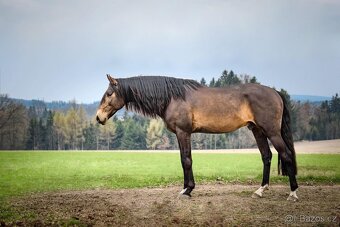 Lusitano klisna nar. 5/2024 - 15