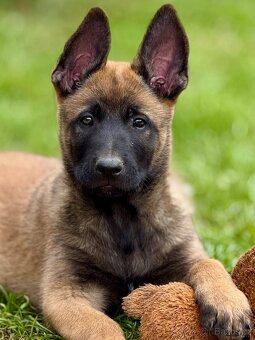 BELGICKÝ OVČÁK MALINOIS - 15