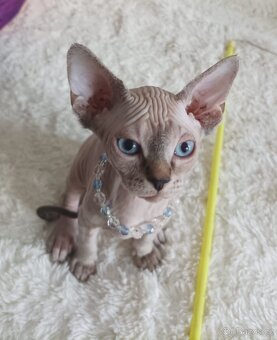 Kanadský Sphynx - 15