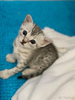 Egyptská Mau - kočička s rodokmenem - 15