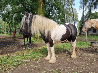 MILIONOVA kobylka irskeho coba (Irsky cob) - 15