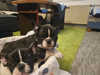 Francouzský buldoček - 15