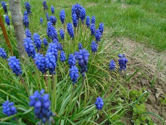 Odolné přebytky ze zahrady - 15